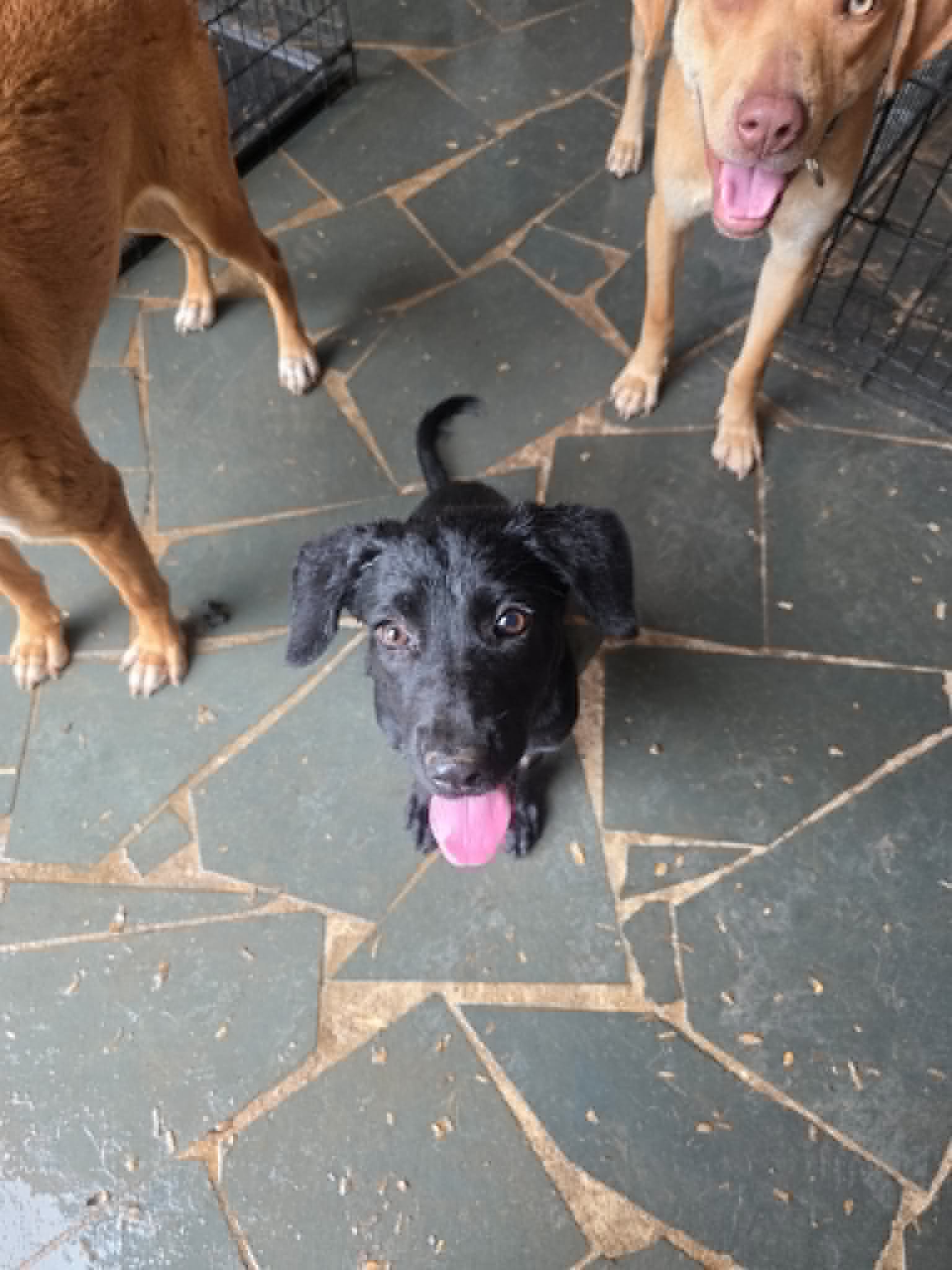 Daisy Rae -  Penn Litter