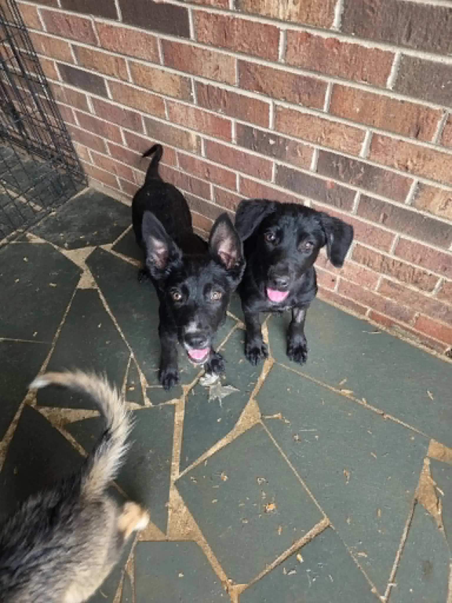 Daisy Rae -  Penn Litter image 2