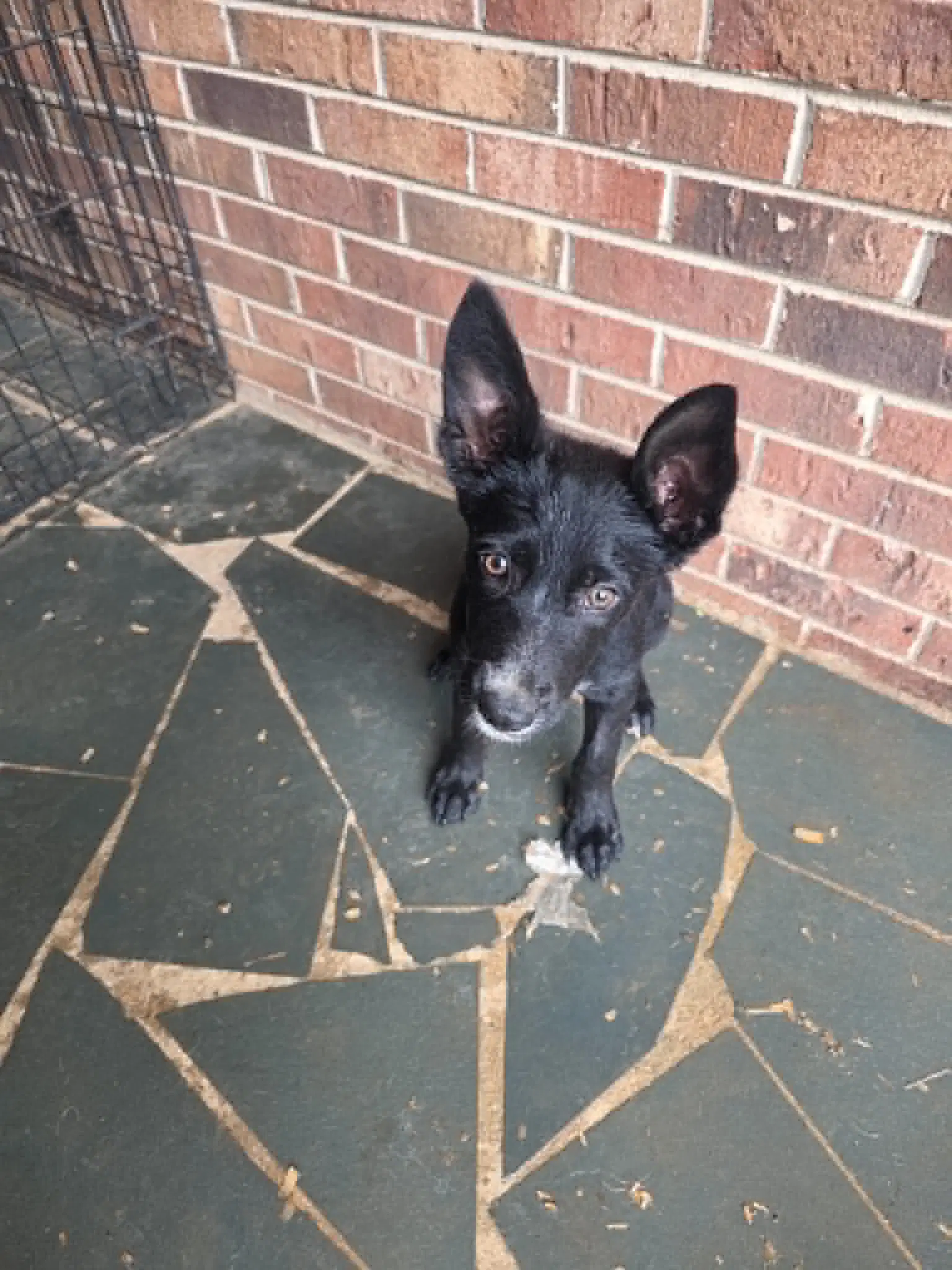 Honey - Penn Litter - Shepherd