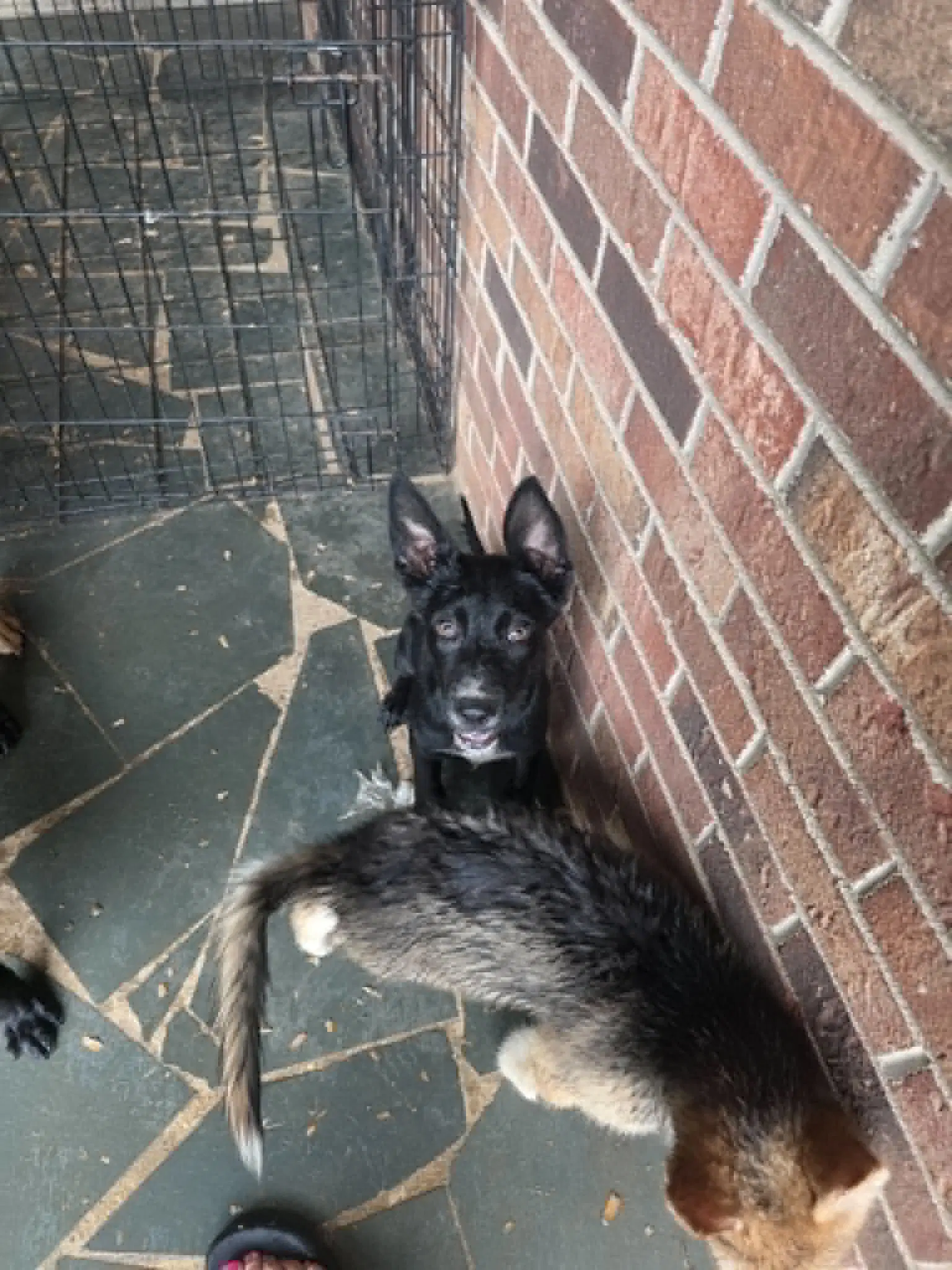 Honey - Penn Litter image 2
