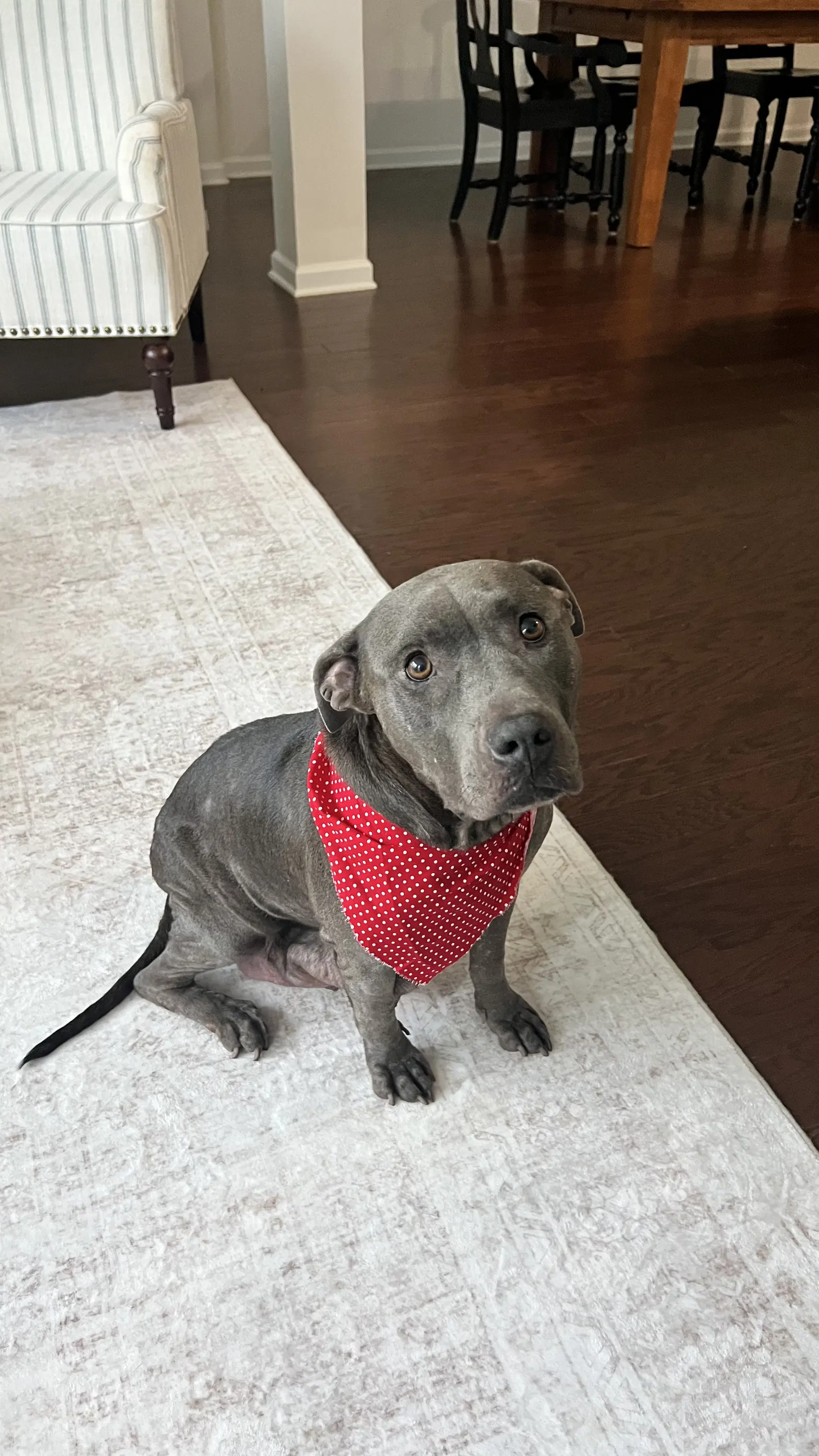 Cora - American Pit Bull Terrier