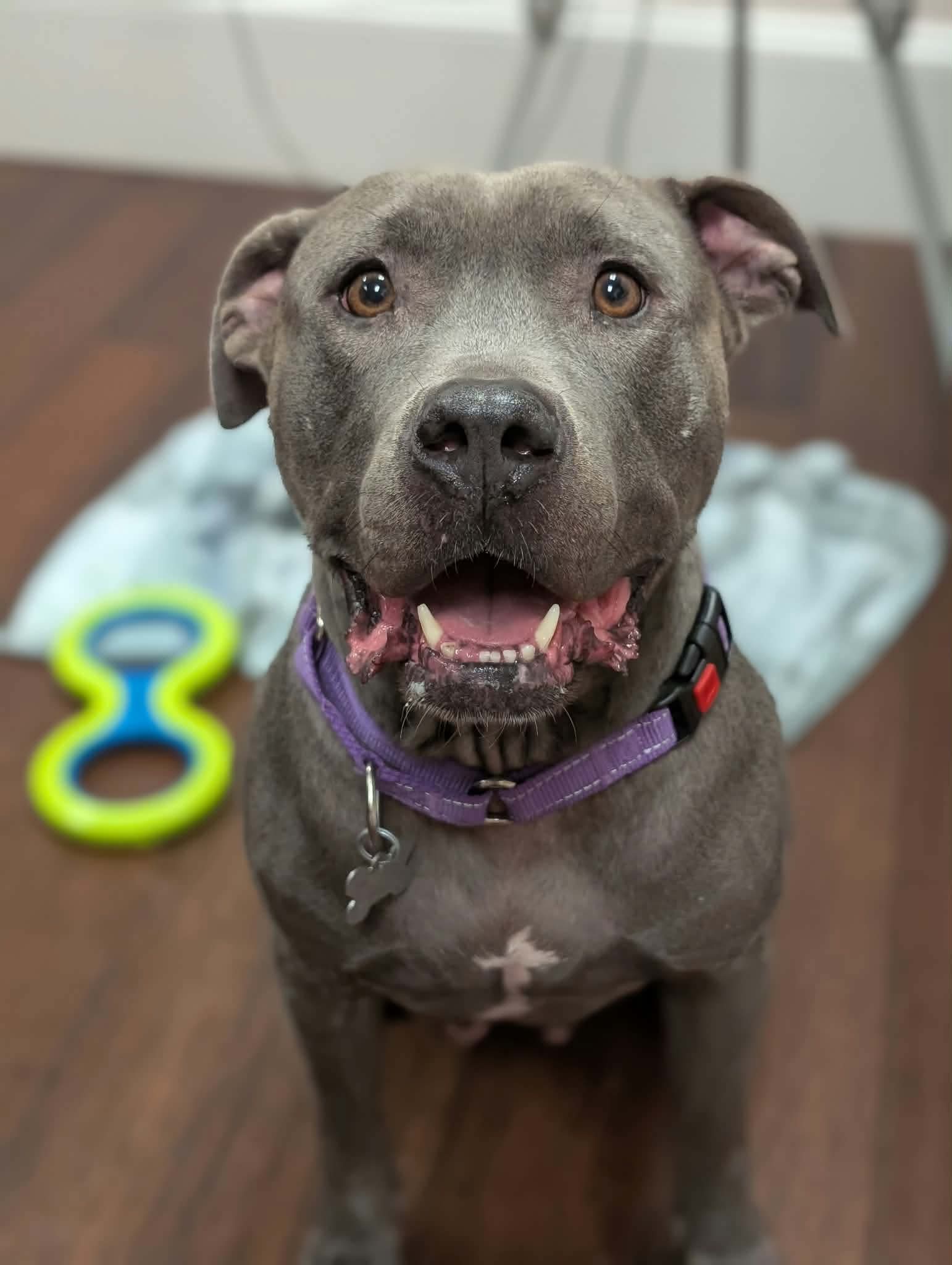 Cora