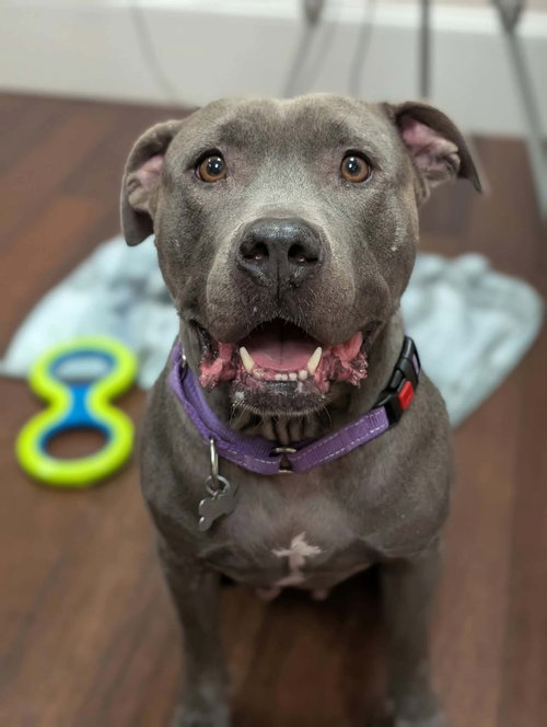 Cora, a dog for adoption from Pawfect Match Rescue