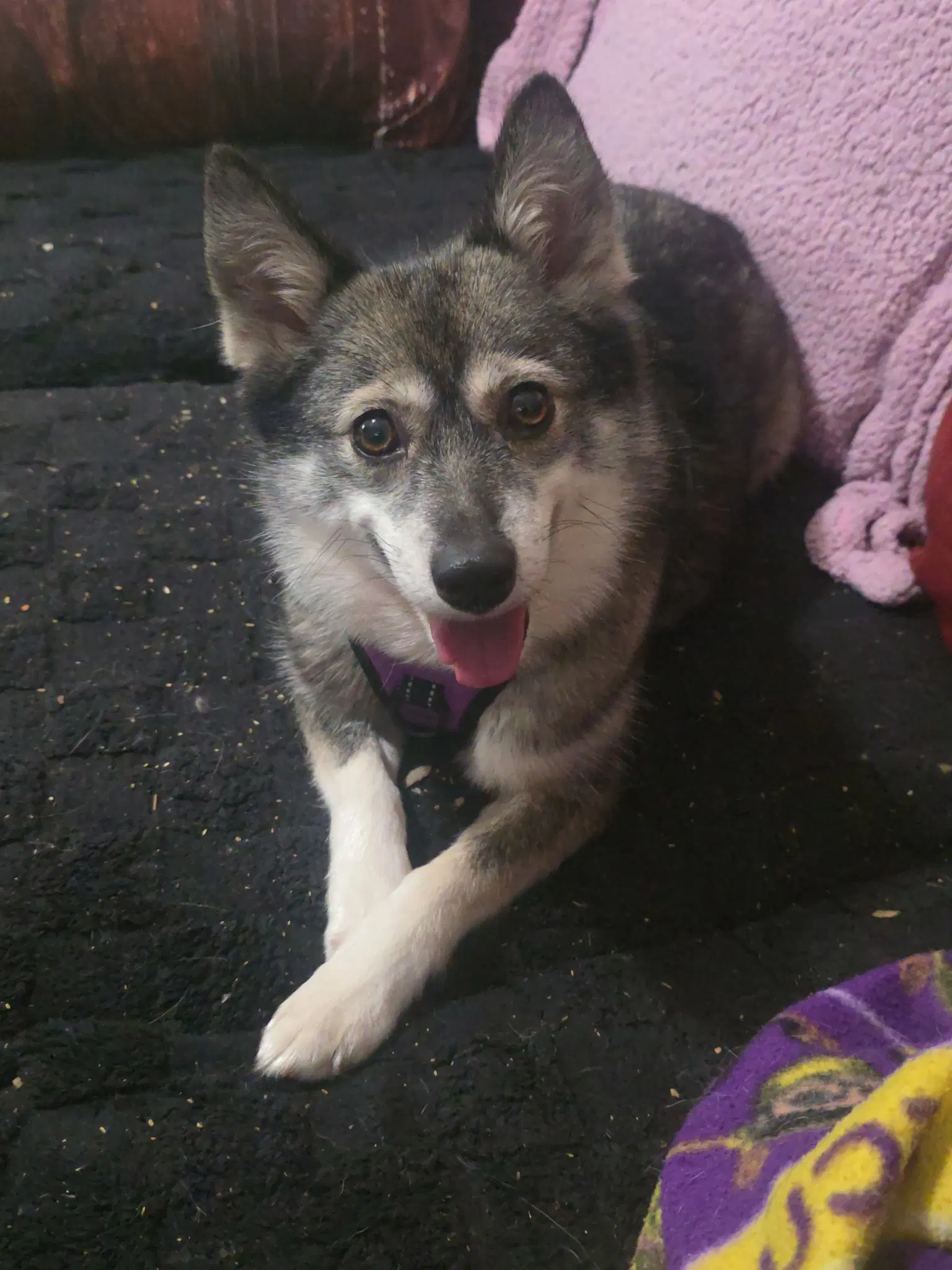 Maikoh - Husky