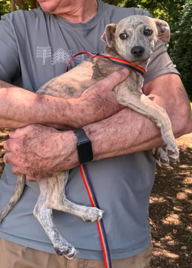 Amber - Greyhound