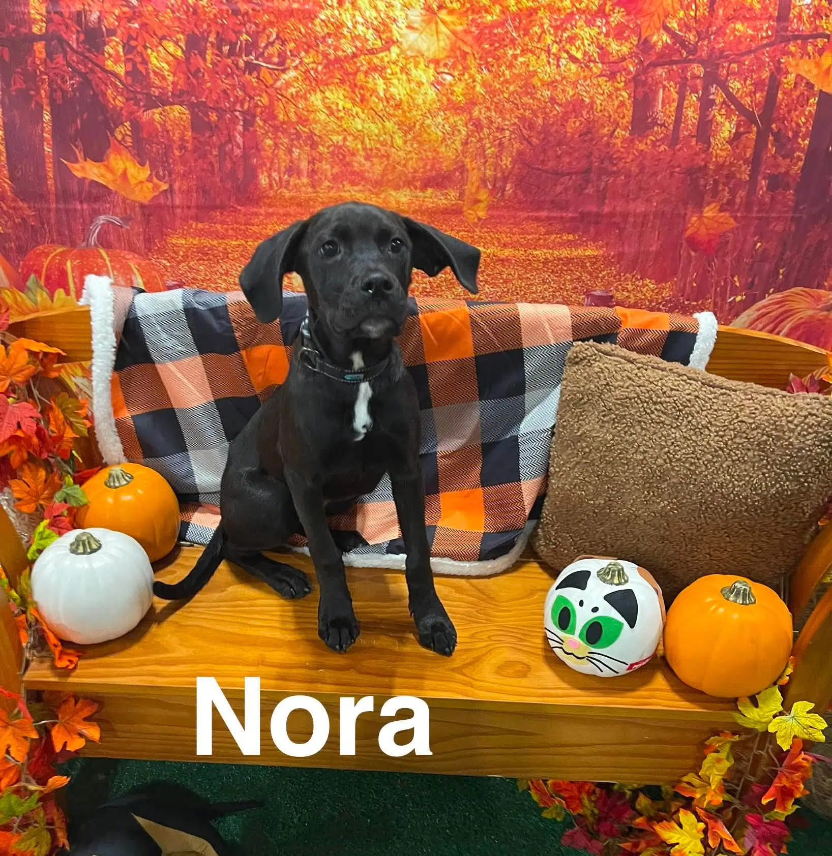 Nora - Labrador Retriever