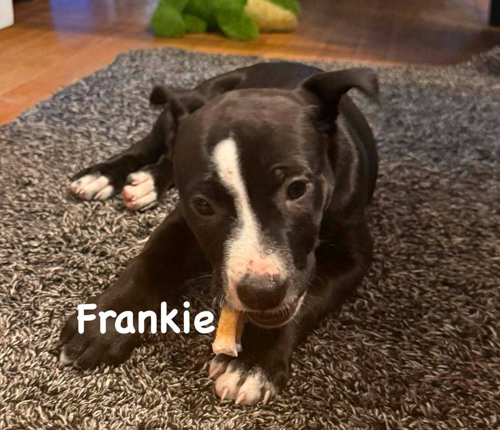 Frankie, photo 5