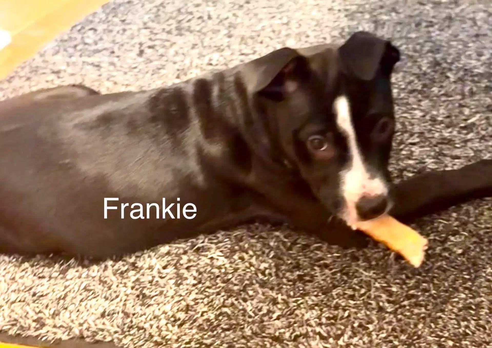 Frankie image 2