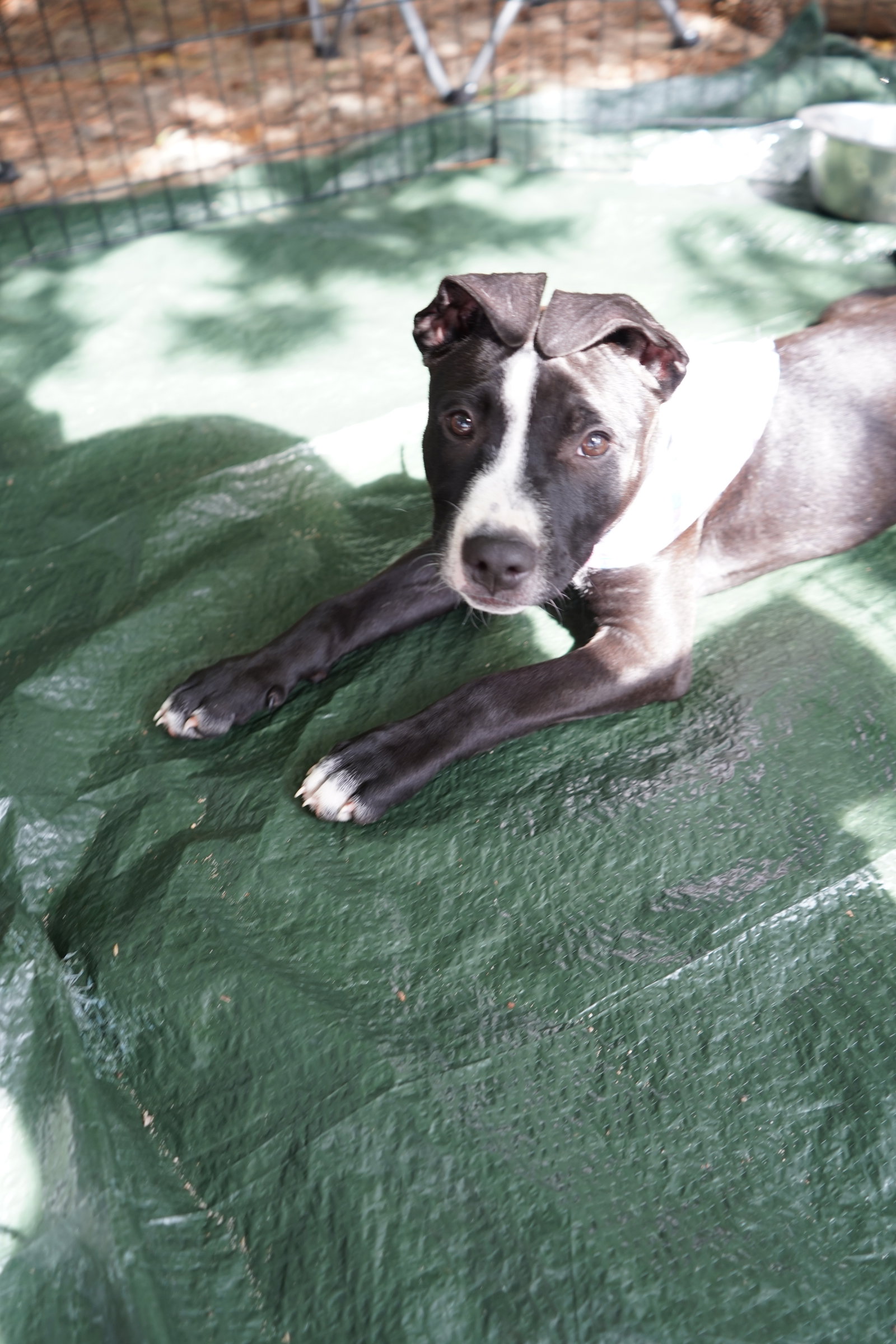 Frankie, photo 2