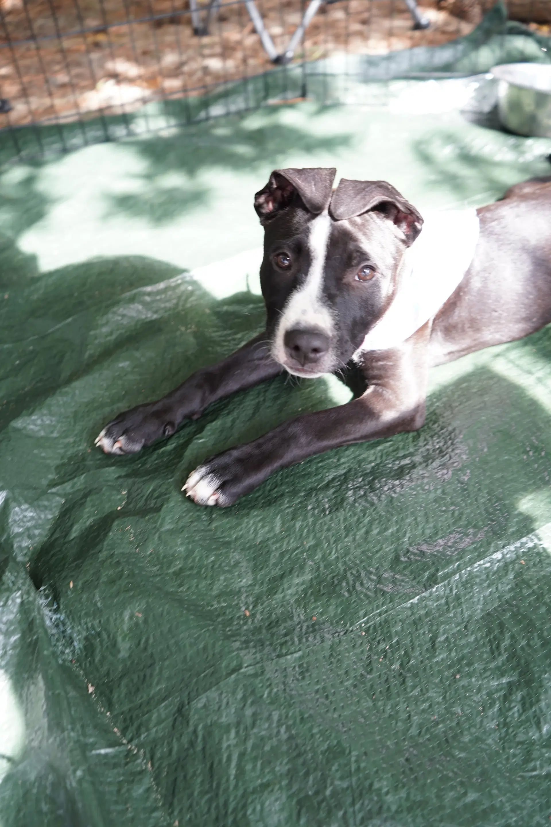 Frankie image 2