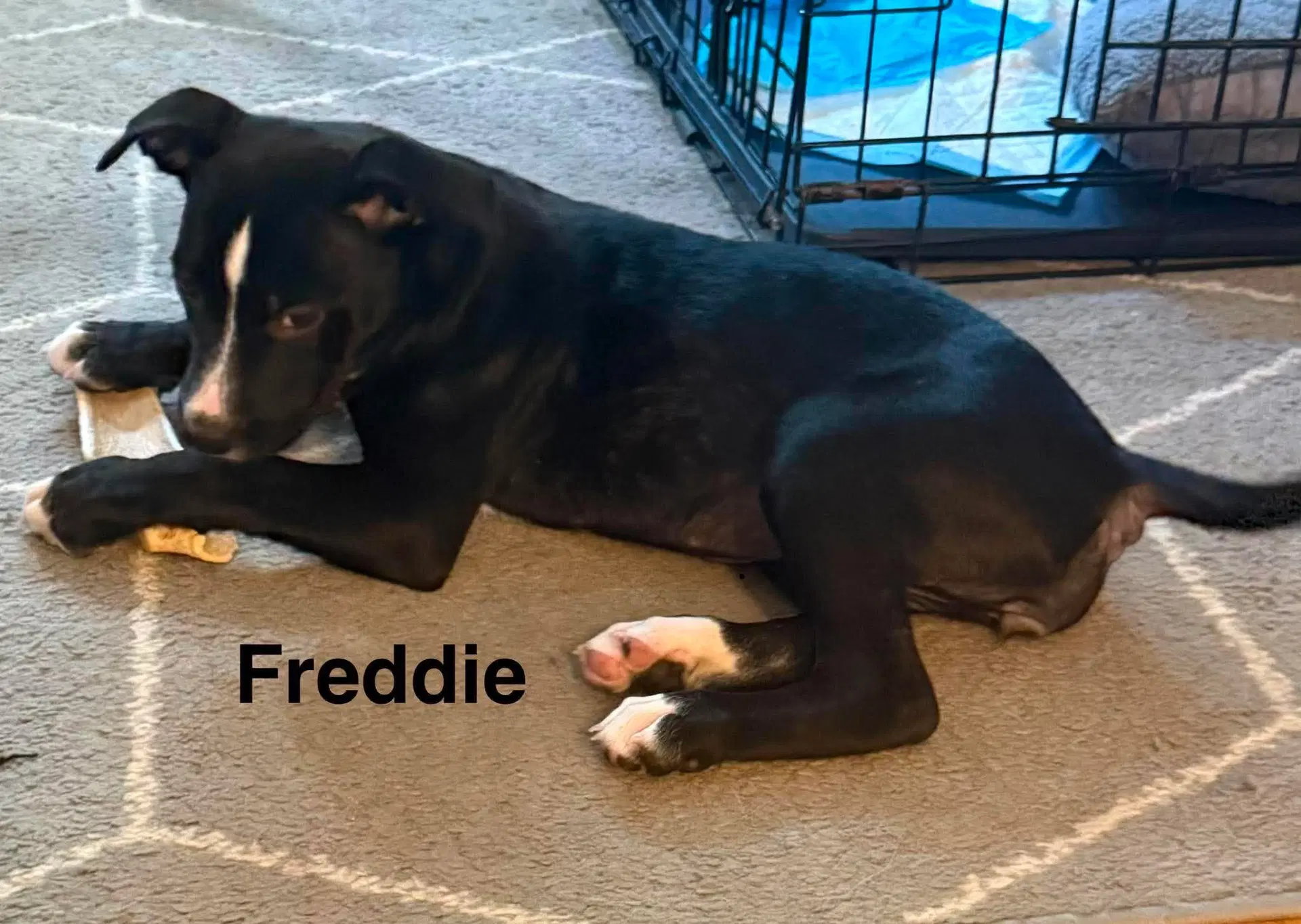 Freddie - American Pit Bull Terrier