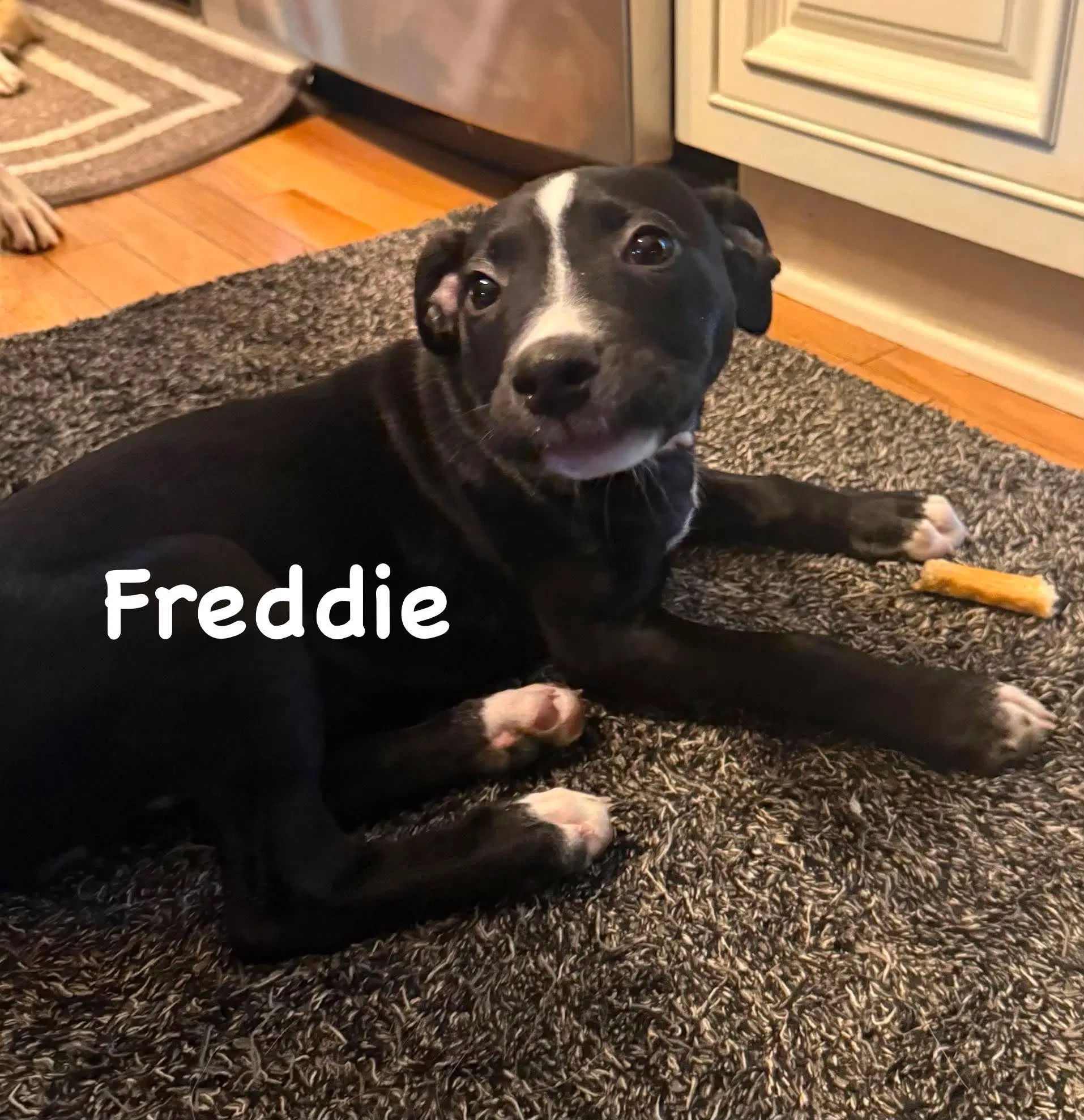 Freddie image 2