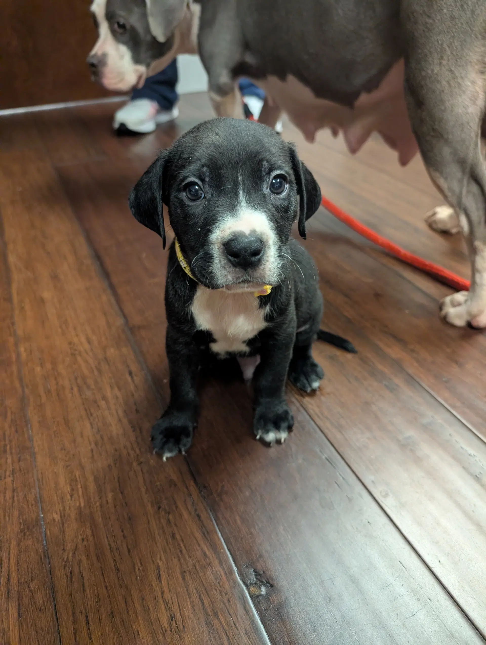Hershey - Terrier