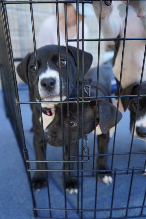 Photo 3 of Hershey - Candy Litter (Trixie mom)
