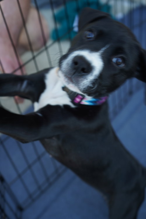 Photo 2 of Hershey - Candy Litter (Trixie mom)
