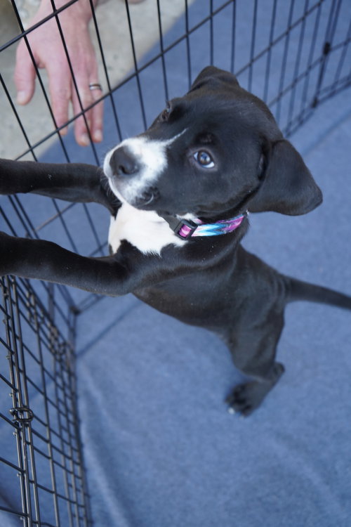 Hershey - Candy Litter (Trixie mom), a dog for adoption from Pawfect Match Rescue