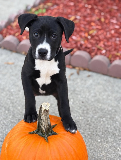 Photo of Hershey - Candy Litter (Trixie mom)