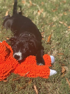 Hershey - Candy Litter (Trixie mom), photo 3