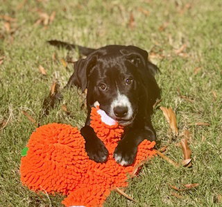 Hershey - Candy Litter (Trixie mom), photo 4