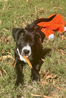 Hershey - Candy Litter (Trixie mom), photo 5