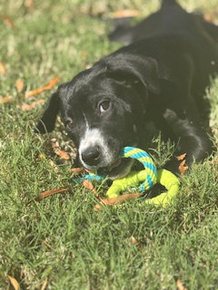 Hershey - Candy Litter (Trixie mom), photo 6
