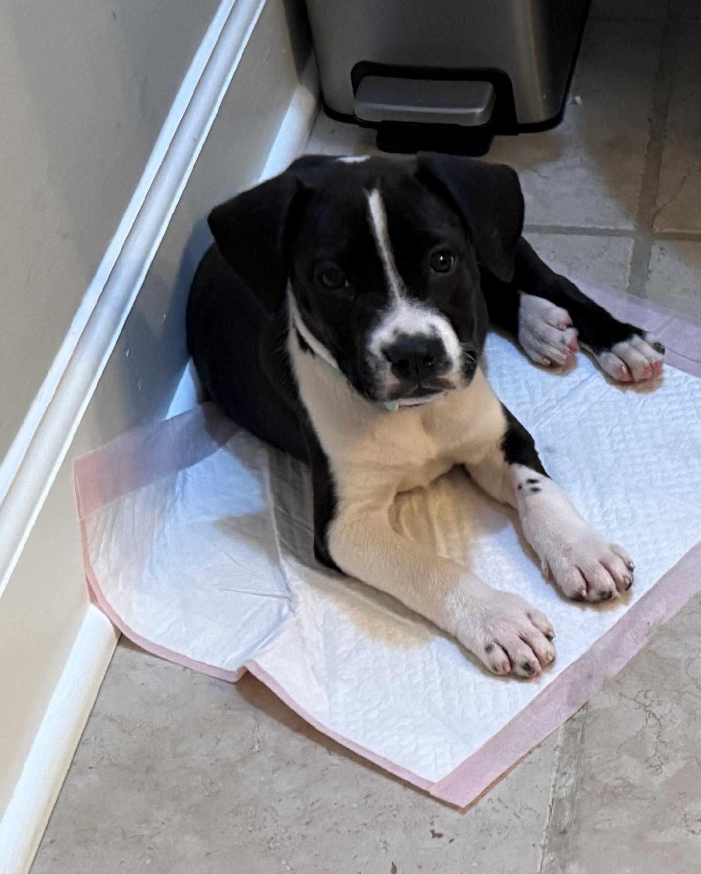 Milkyway Candy Litter (Trixie mom), photo 2