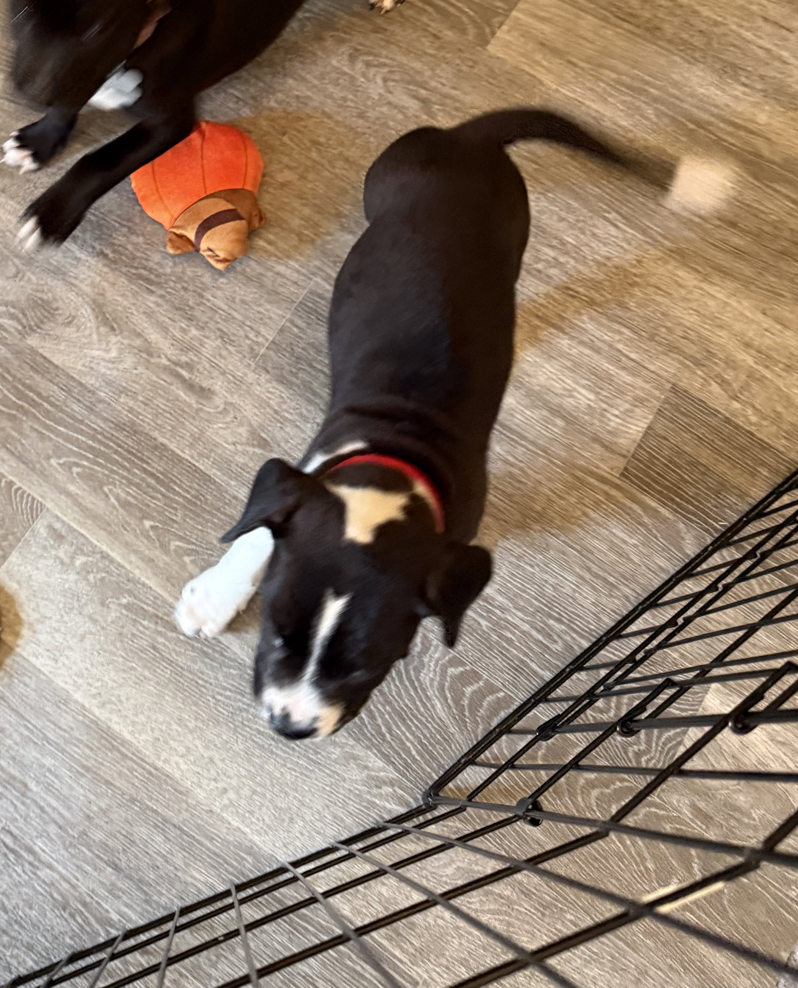 Milkyway Candy Litter (Trixie mom), photo 6