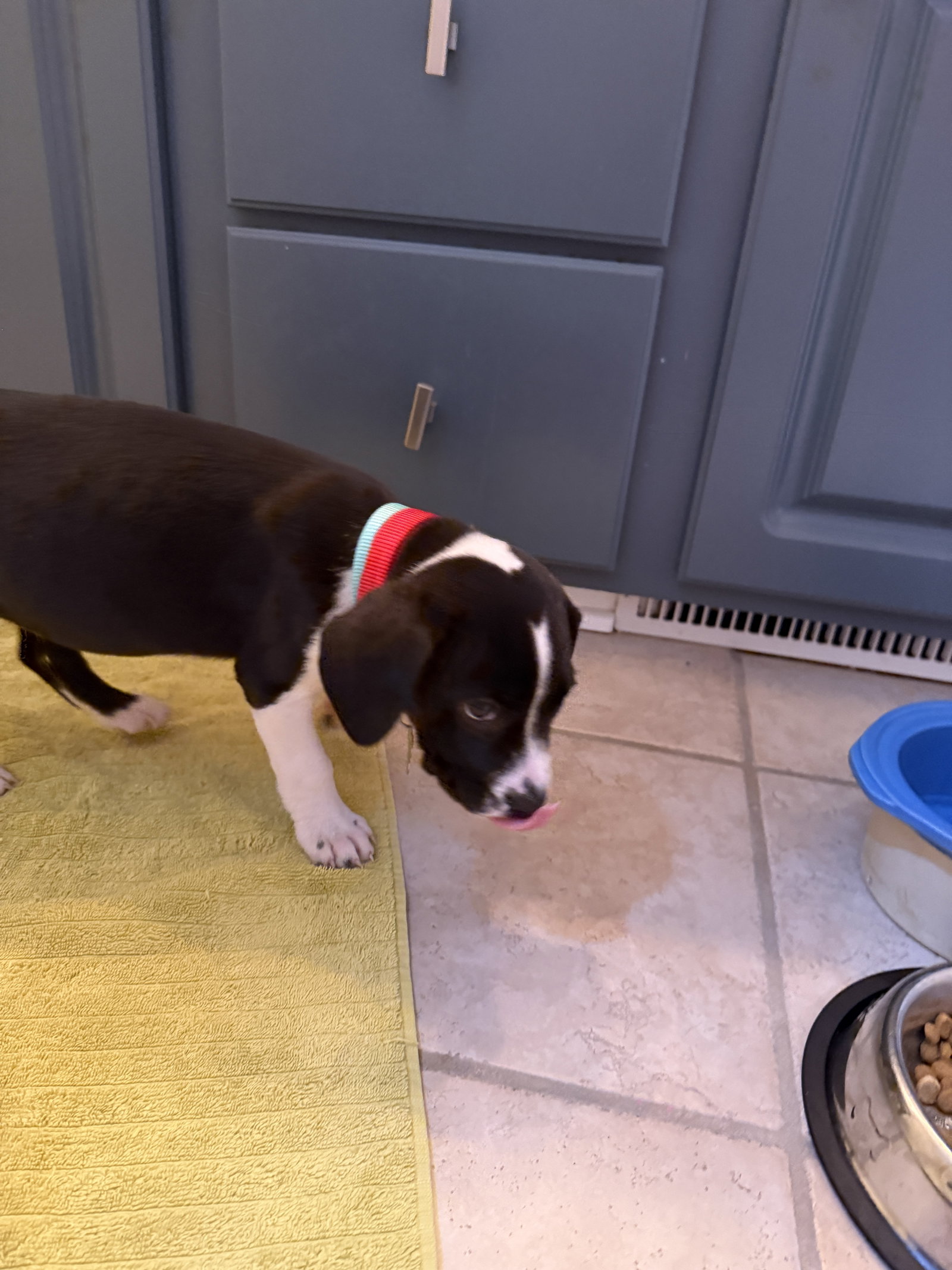 Milkyway Candy Litter (Trixie mom), photo 7