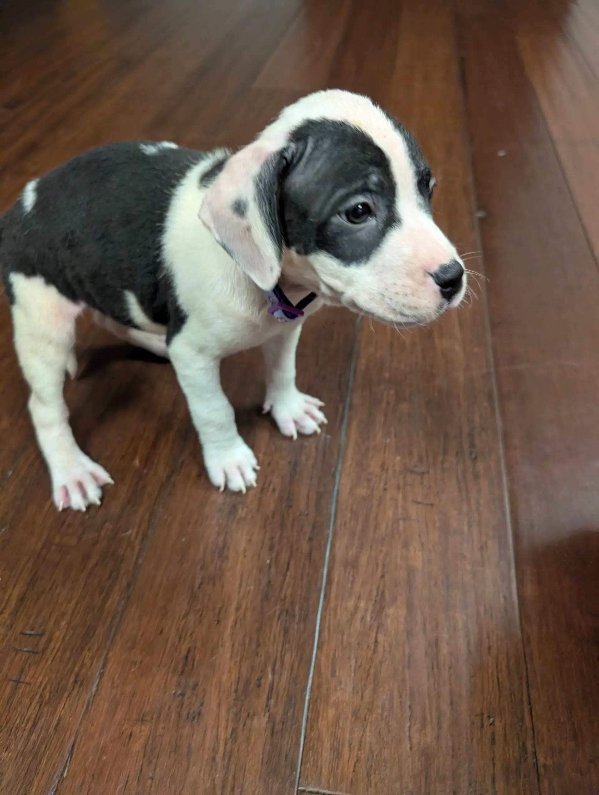 Almond Joy - Terrier
