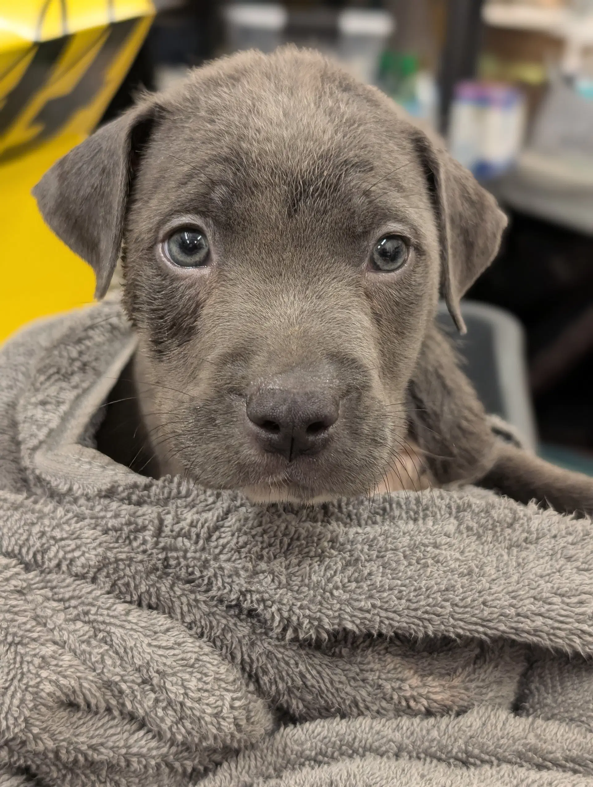 Kit Kat - Terrier