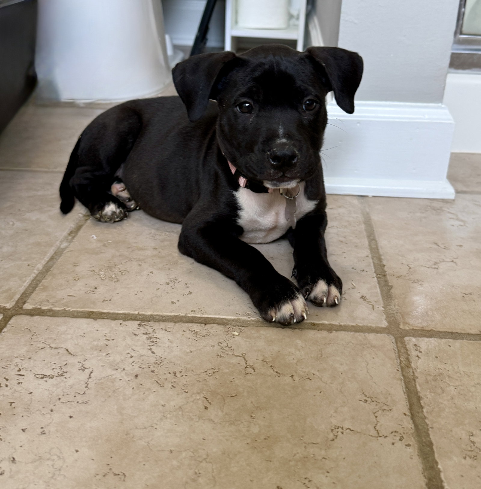 Snickers Candy Litter (Trixie mom), photo 5