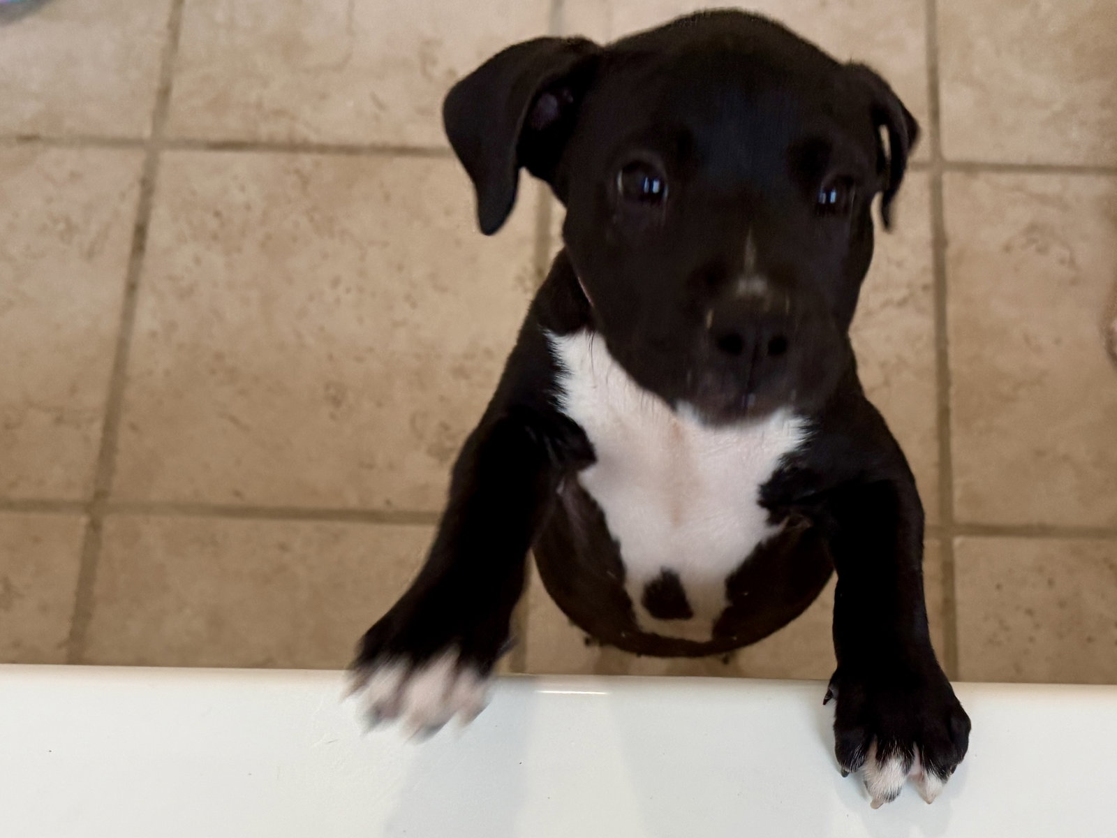 Snickers Candy Litter (Trixie mom), photo 6