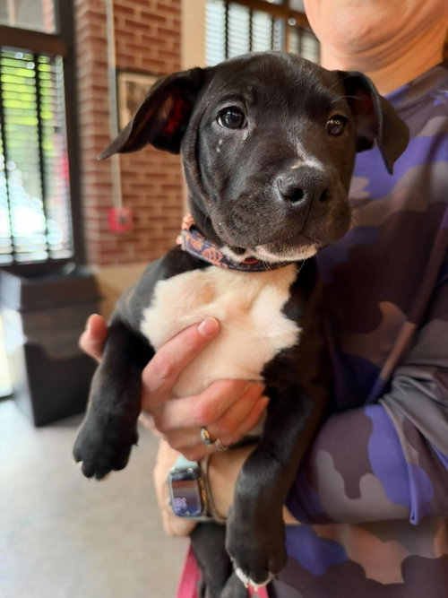 Snickers Candy Litter (Trixie mom), a dog for adoption from Pawfect Match Rescue