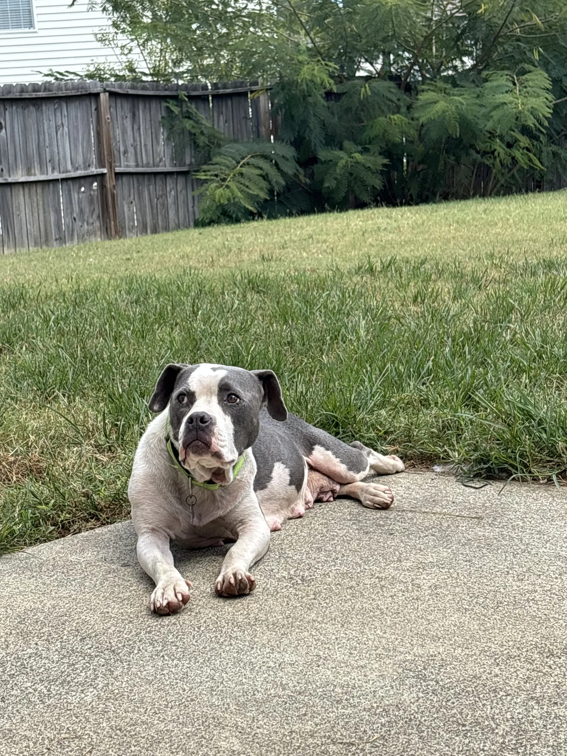 Trixie - Candy Litter Mom - American Staffordshire Terrier