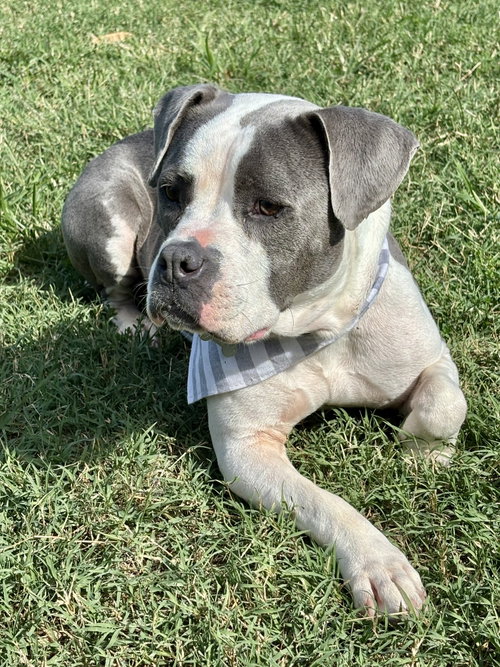 Trixie - Candy litter Mom, a dog for adoption from Pawfect Match Rescue