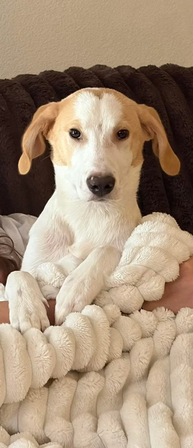 Tucker - Hound image 1