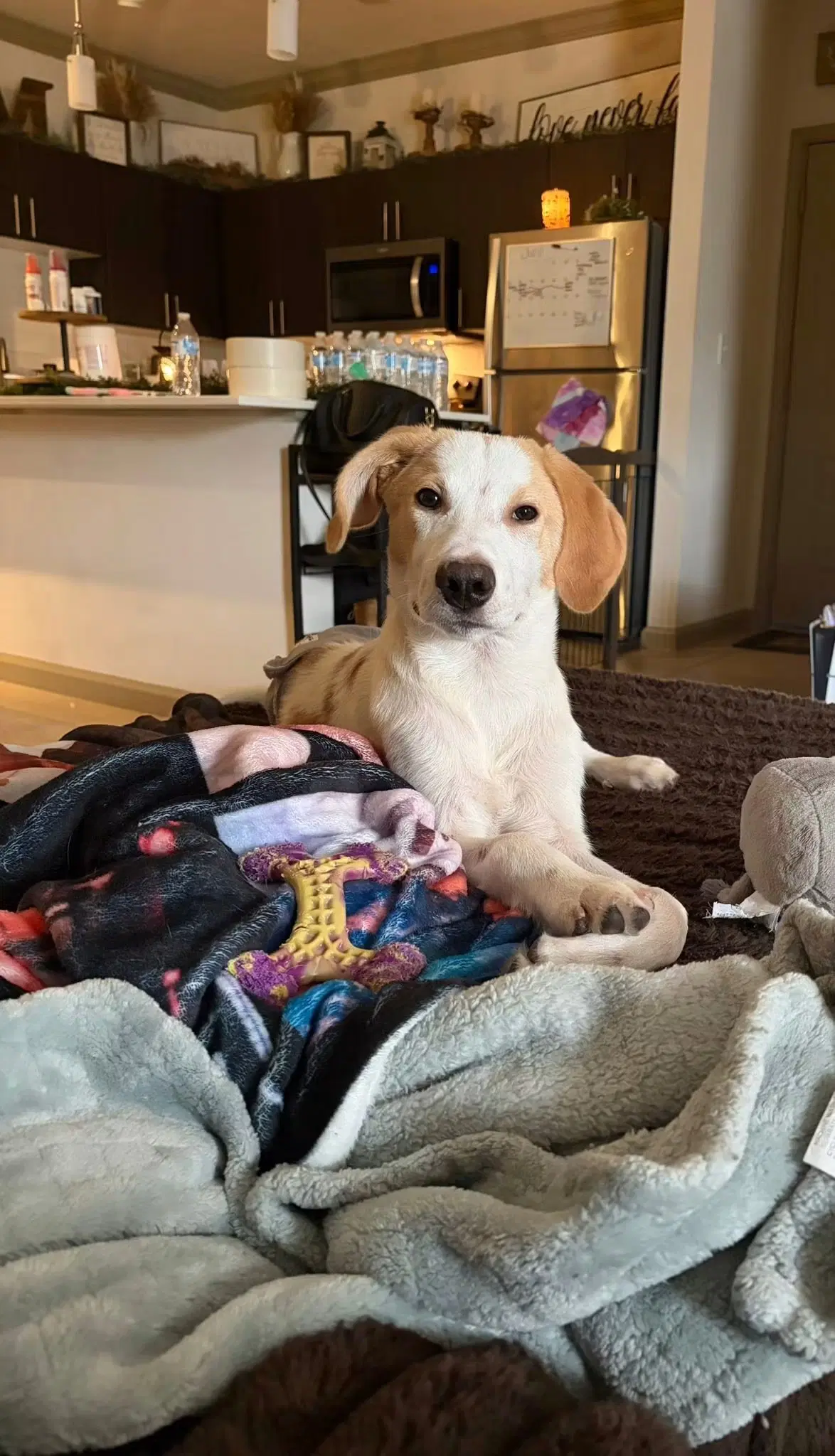 Tucker - Hound image 2