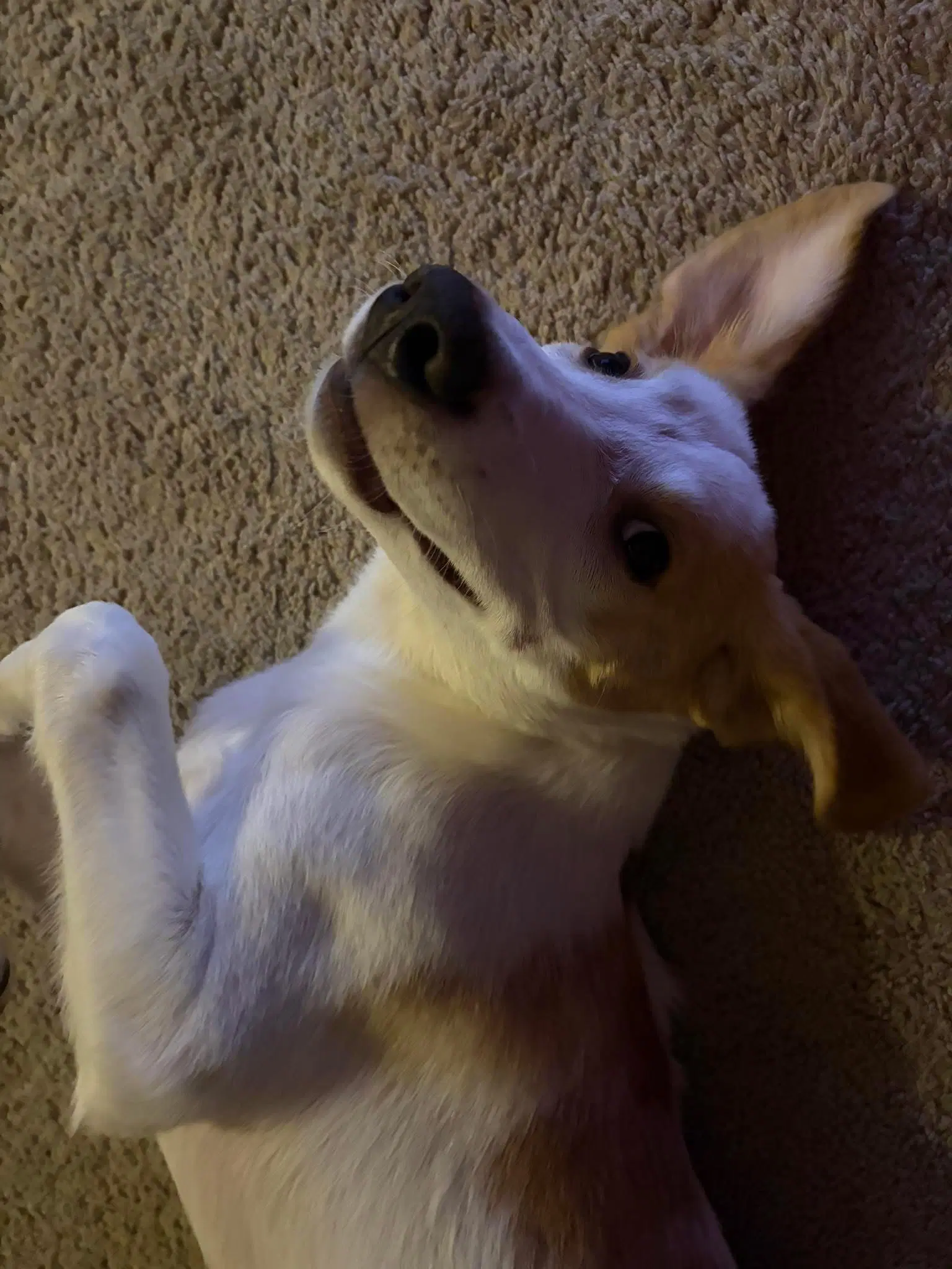 Tucker - Hound image 3