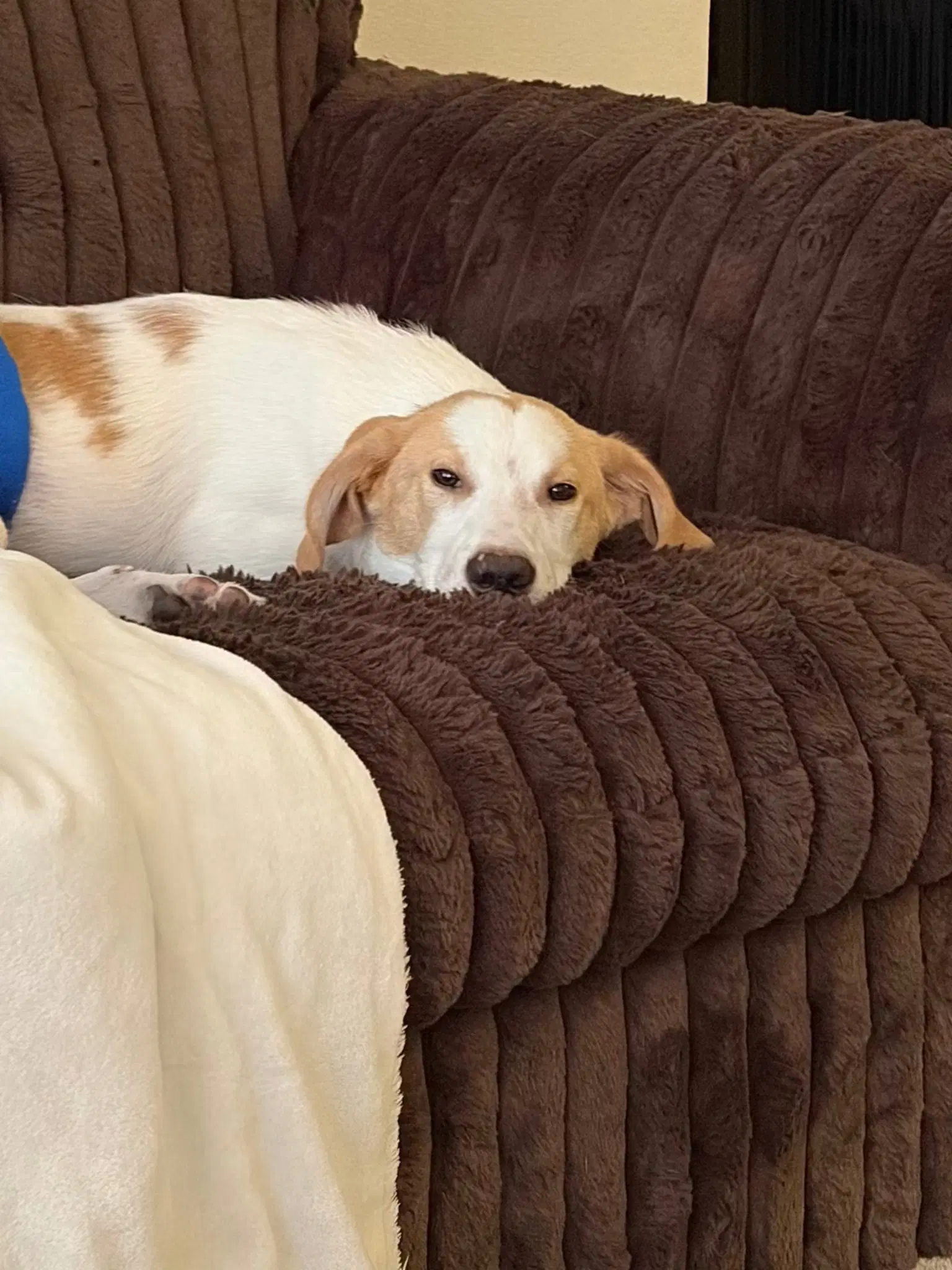 Tucker - Hound image 4