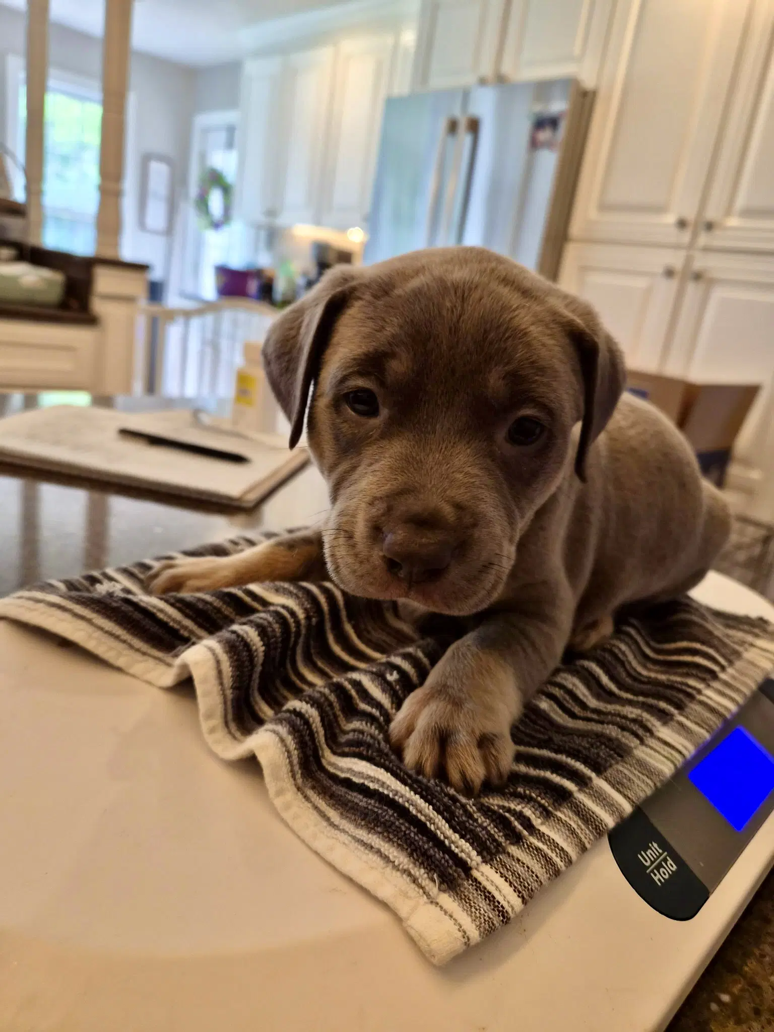 Whalen Jennings - Country Legend Litter - American Pit Bull Terrier