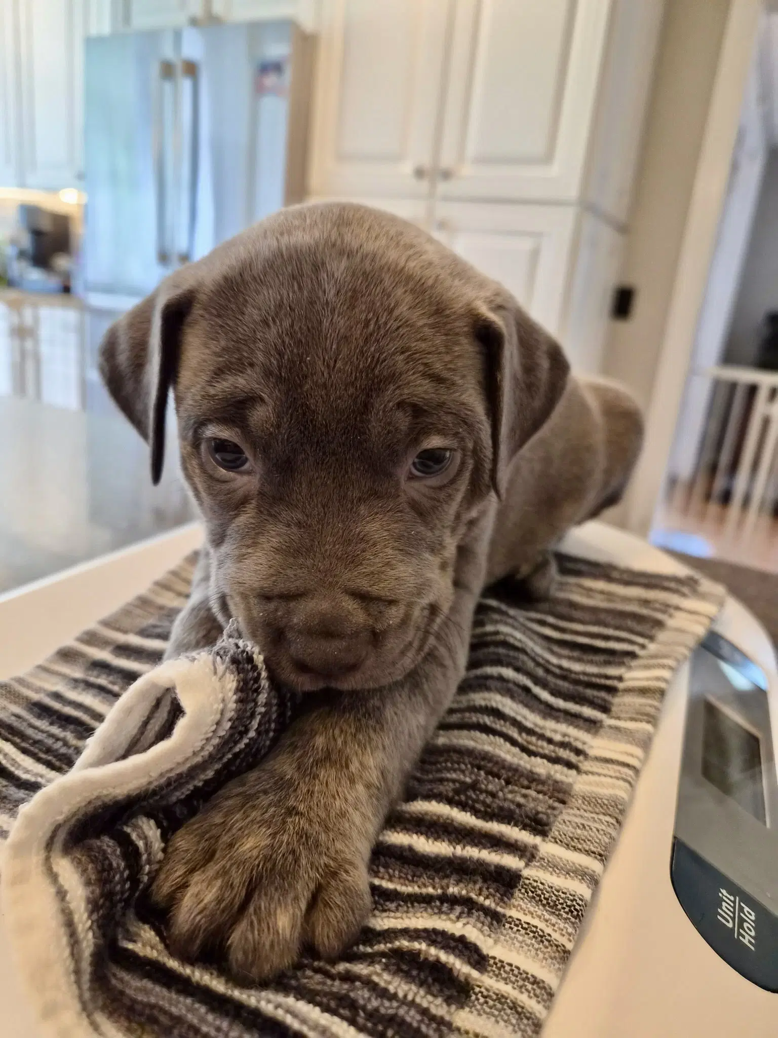 Willie Nelson - Country Legend Litter - American Pit Bull Terrier