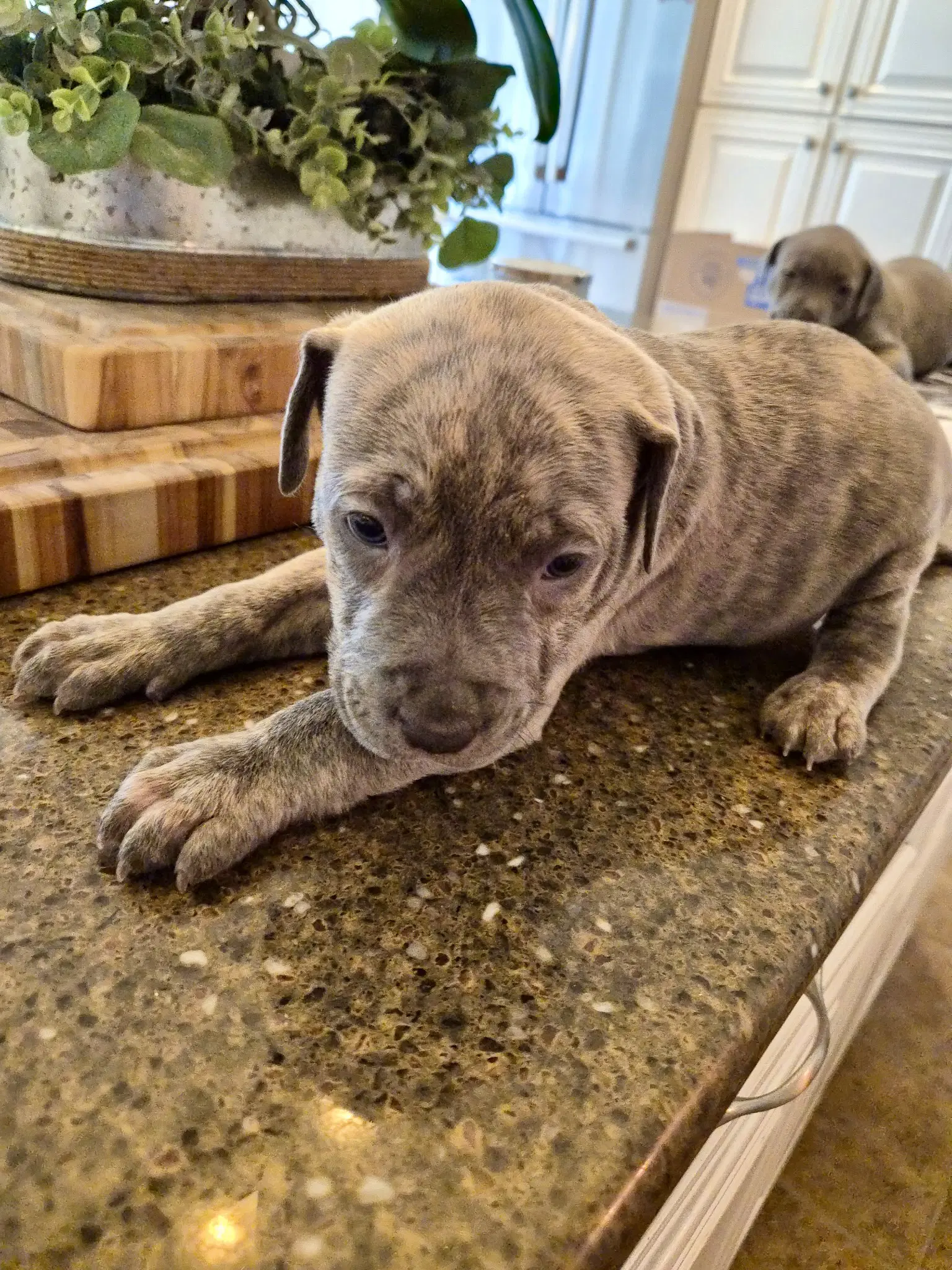 Johnny Cash - Country Legend Litter - American Pit Bull Terrier