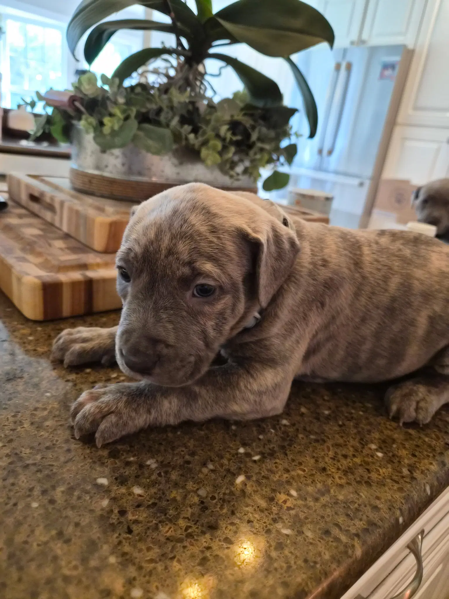 Merle Haggard - Country Legend Litter - American Pit Bull Terrier