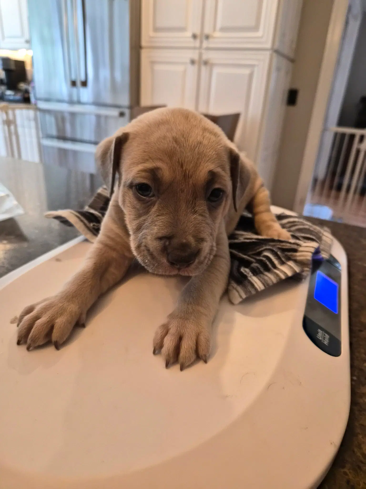 Hank Williams - Country Legend Litter - American Pit Bull Terrier