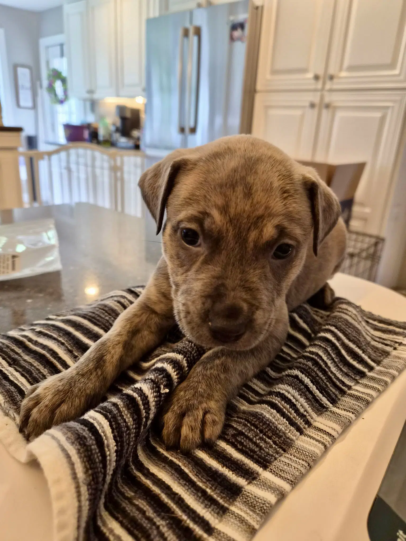 Dolly Parton - Country Legend Litter - American Pit Bull Terrier