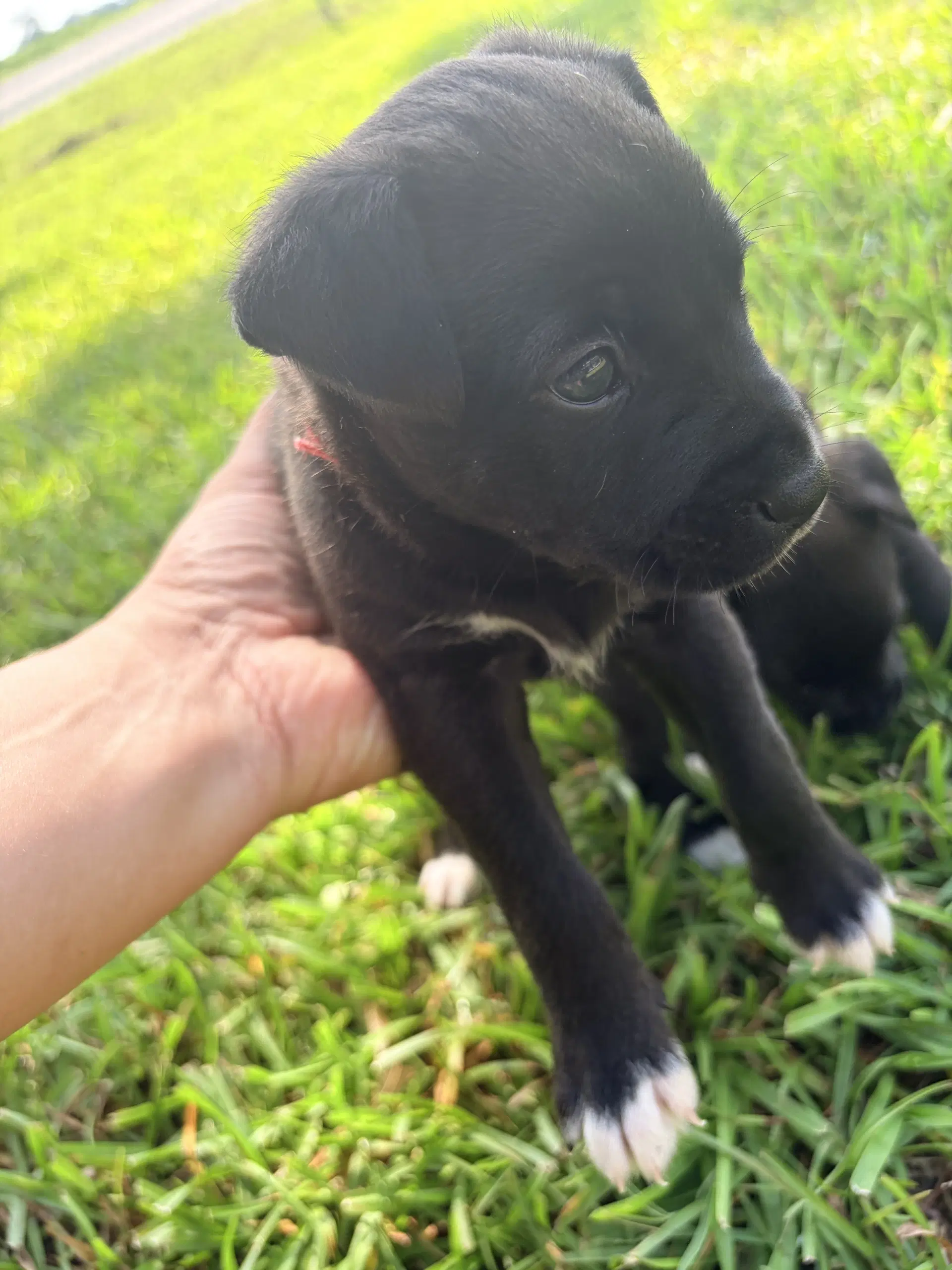 Potter Harry Potter Litter image 2