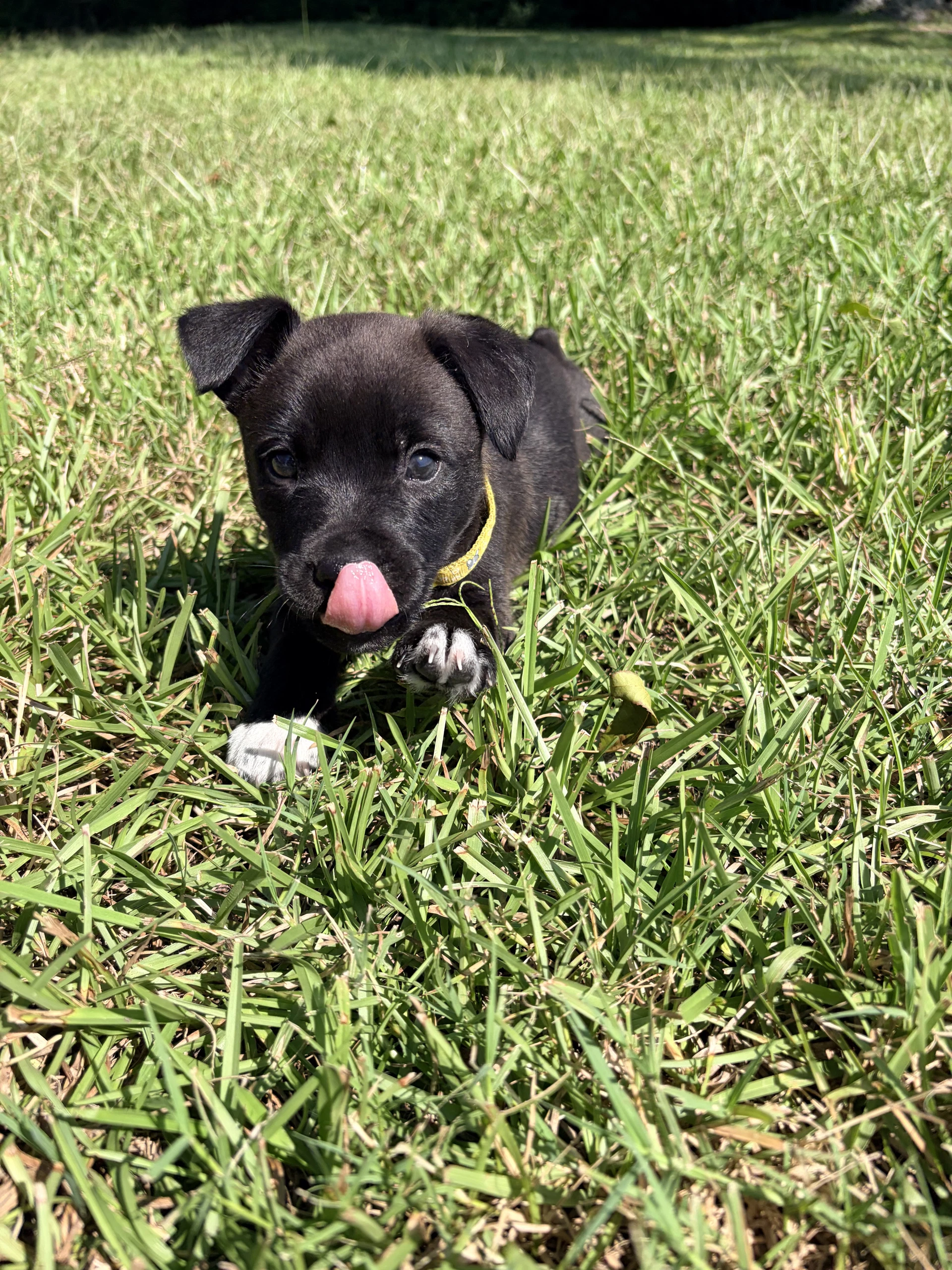 Potter Harry Potter Litter