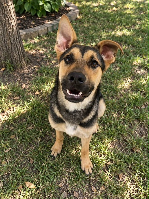 Benny, a dog for adoption from Pawfect Match Rescue