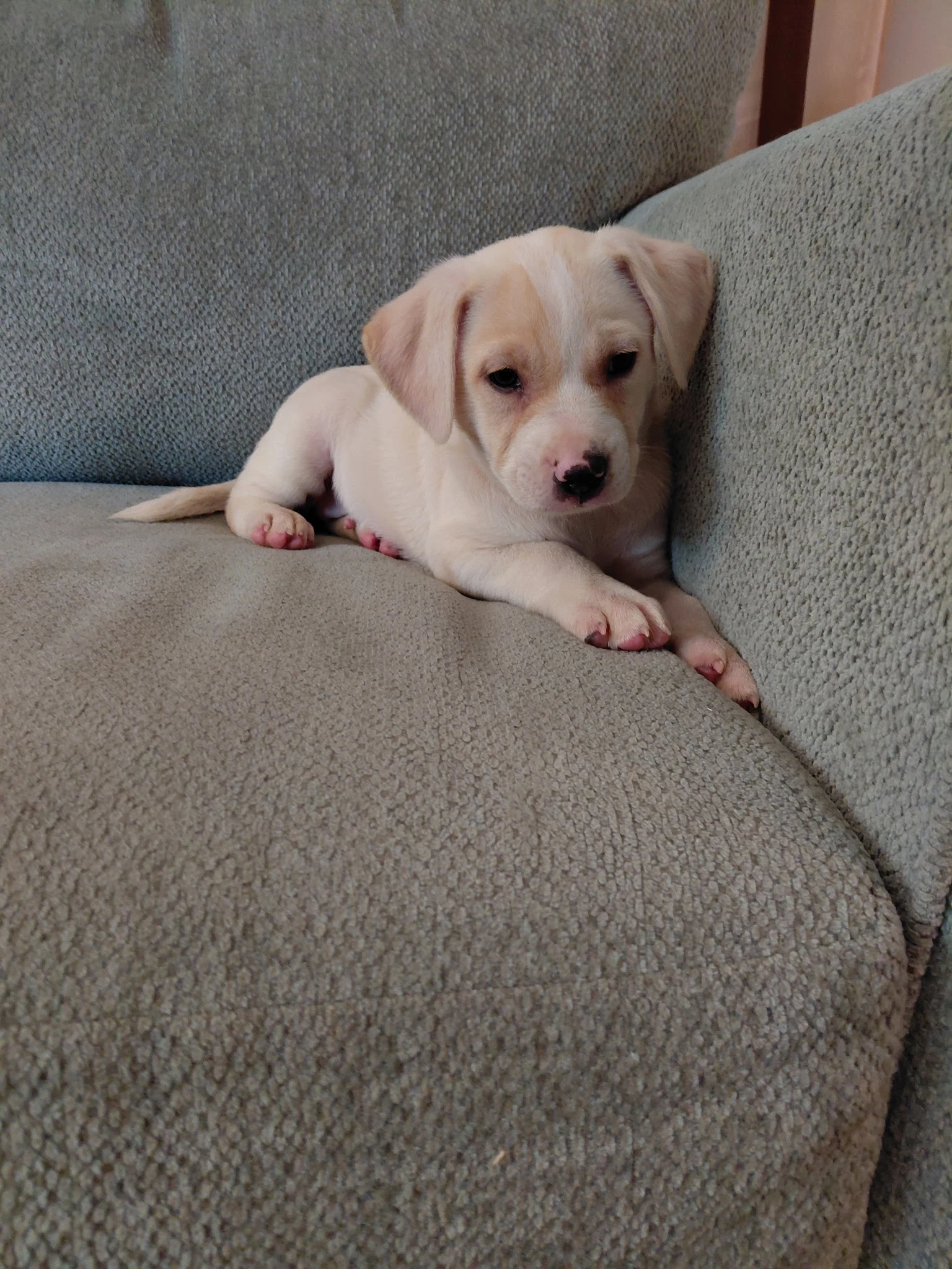 Josie Mascot Litter