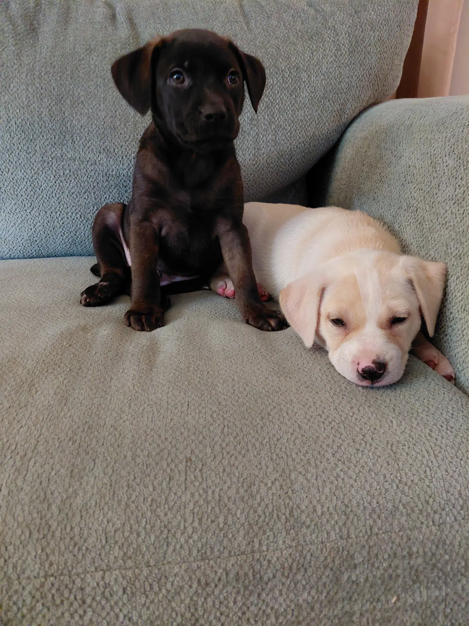 Josie Mascot Litter image 2